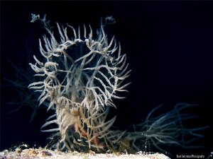 Nudibranch Melibe Colomani by Iyad Suleyman 